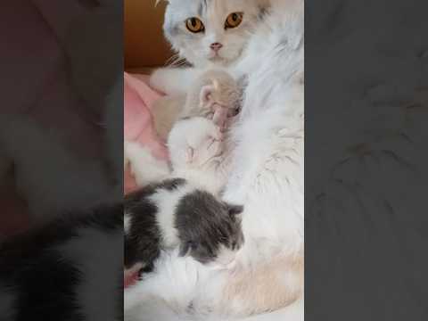 うまれました／スコティッシュフォールド子猫