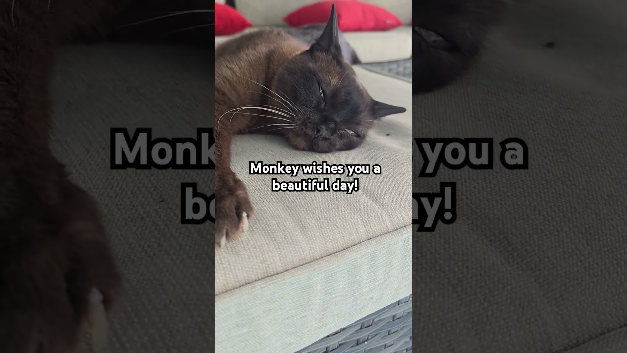 Burmese cat, Monkey, wishes you a beautiful day! #burmesecat #cat #cutecats #catshorts #catlover