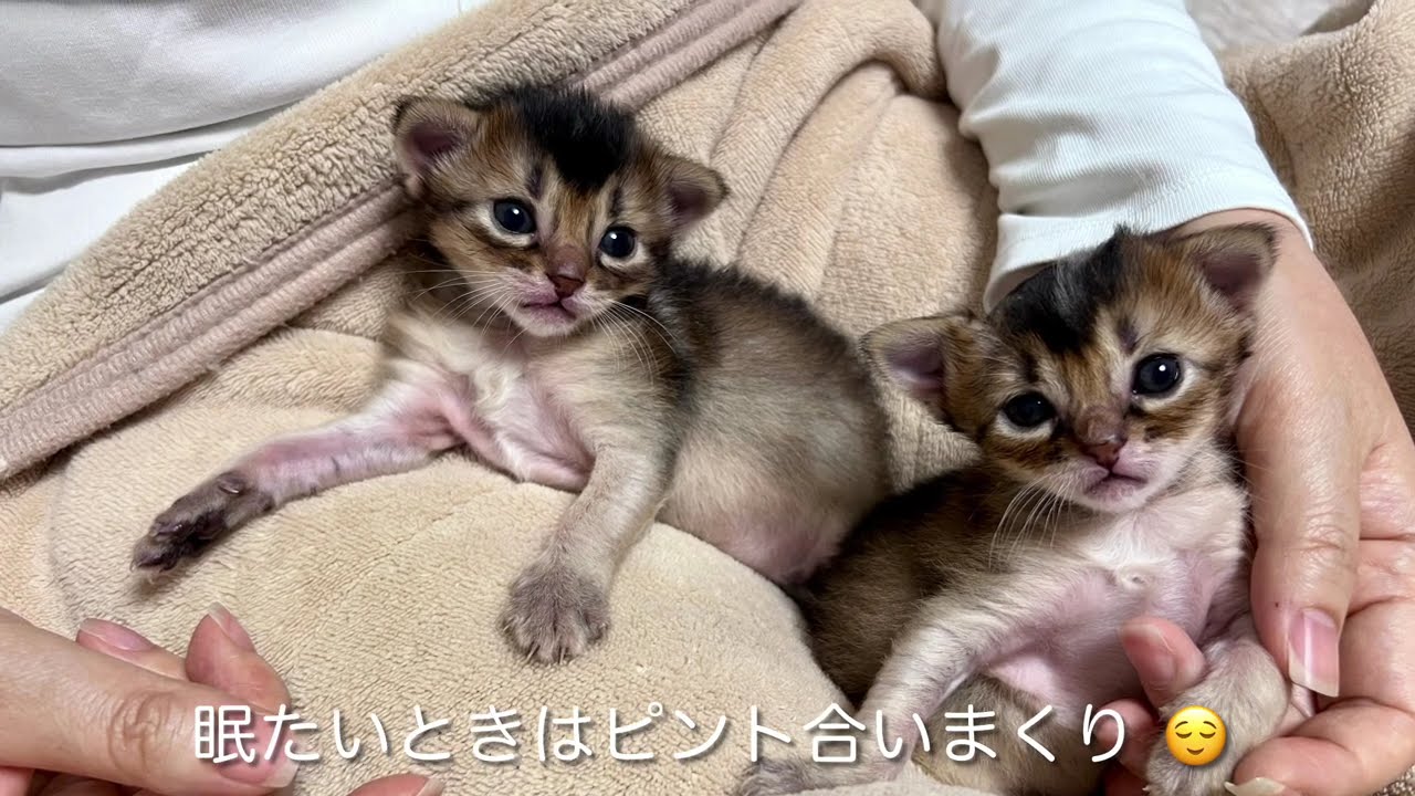 生後16日　白と黒でもルディのソマリ