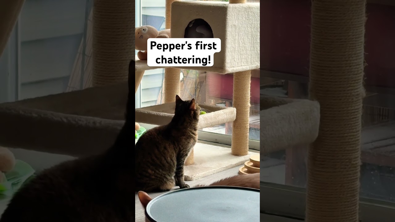 Pepper’s First Chattering Reaction 🐦😳 | Cat Meets Bird Sounds