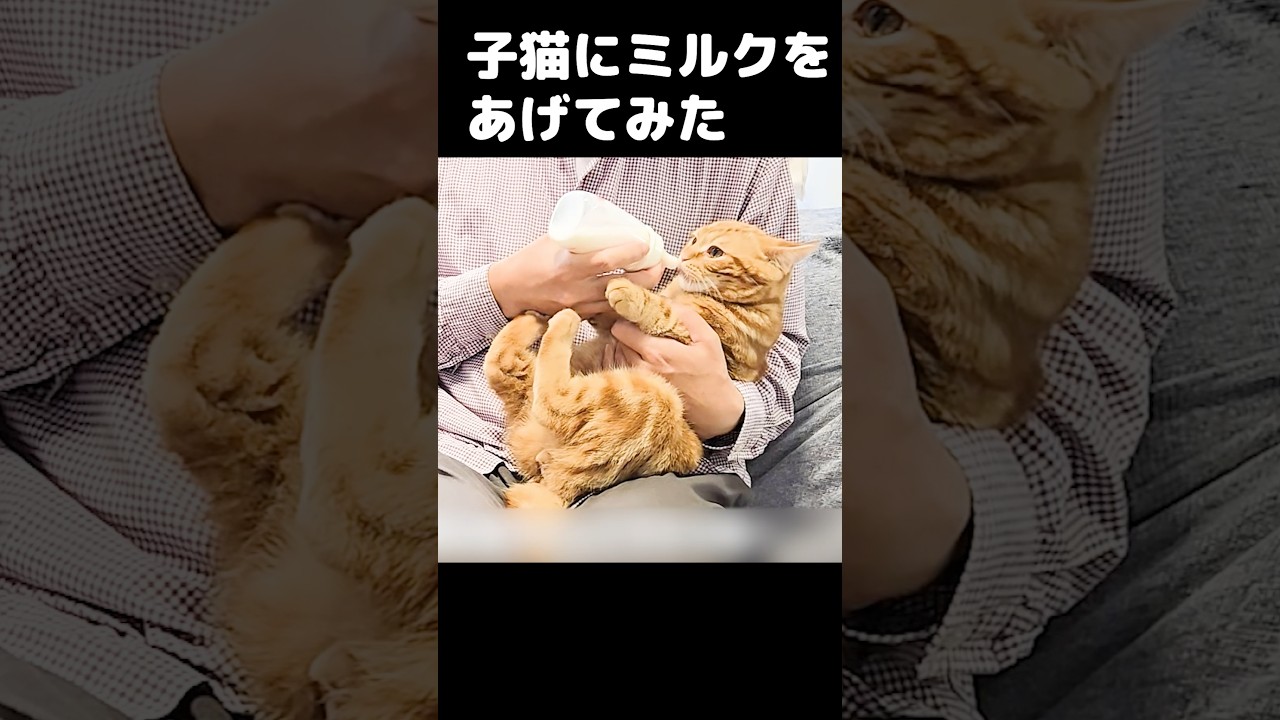 子猫にミルクをあげたらかわいすぎた...笑#short