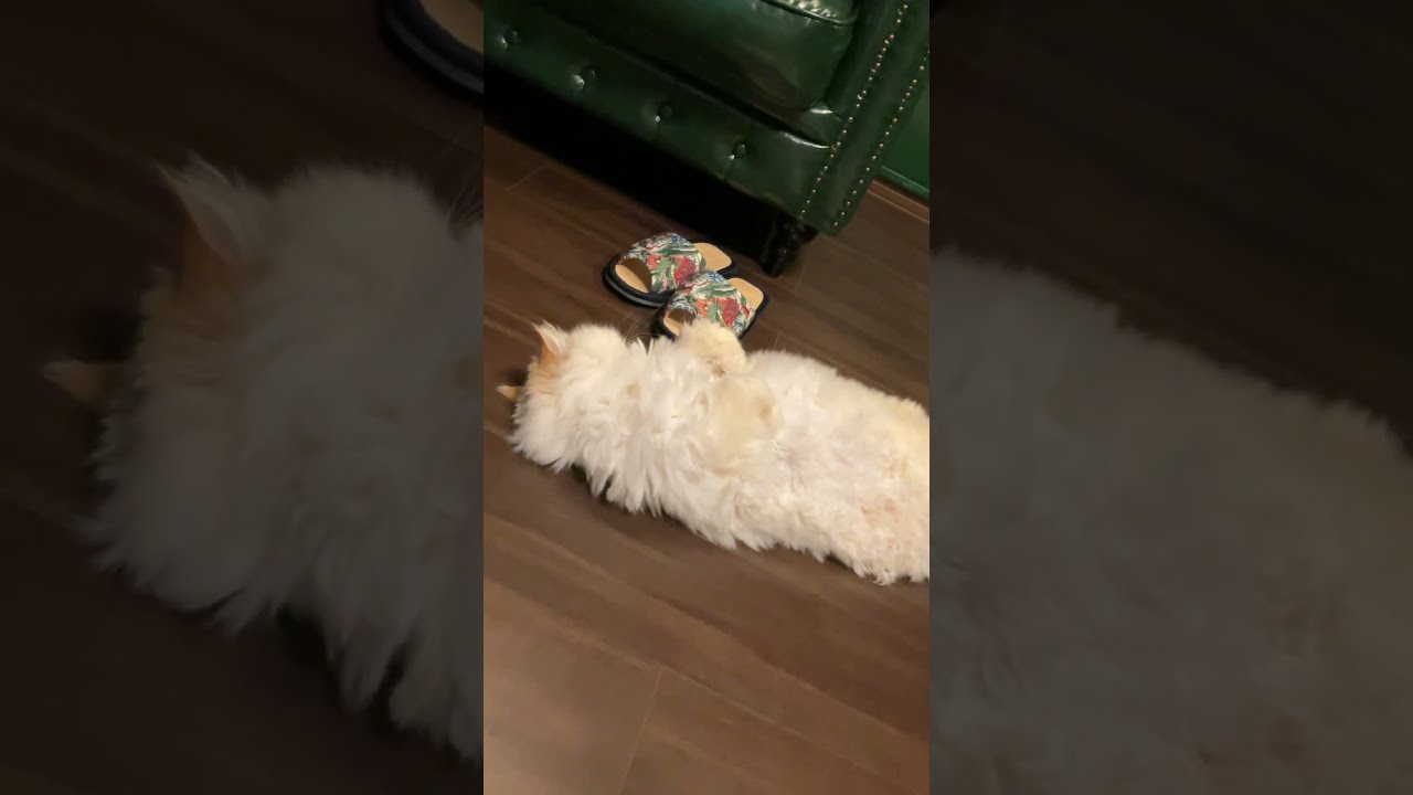 ♥チーノの日常【🐱…ぼくは、リラックス…】ホワイトヒマラヤン14歳（約72歳）　#shorts　#cat　#pets　猫好き　癒し