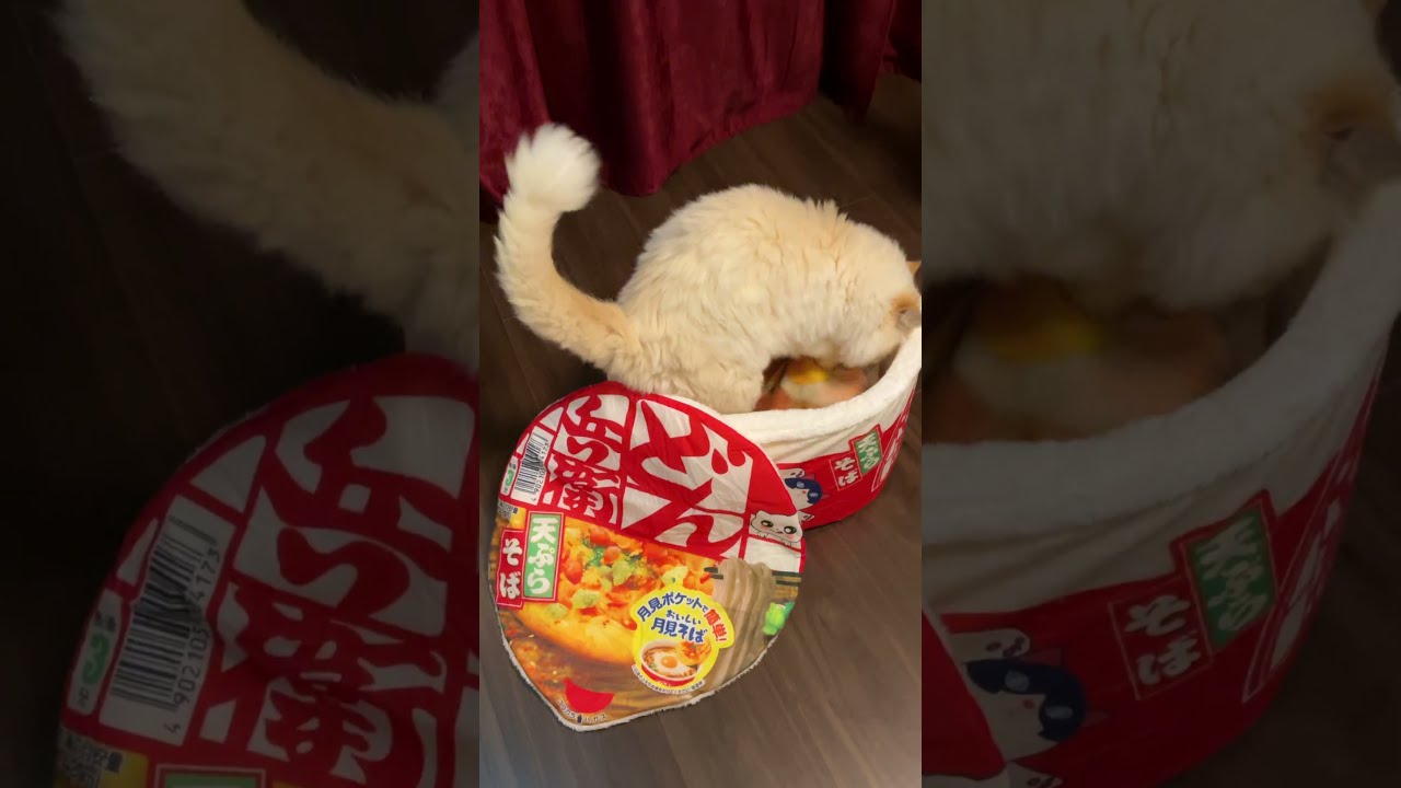 ♥チーノの日常【🐱…What？…】ホワイトヒマラヤン14歳（約72歳）　#shorts　#cat　#pets　猫好き　癒し