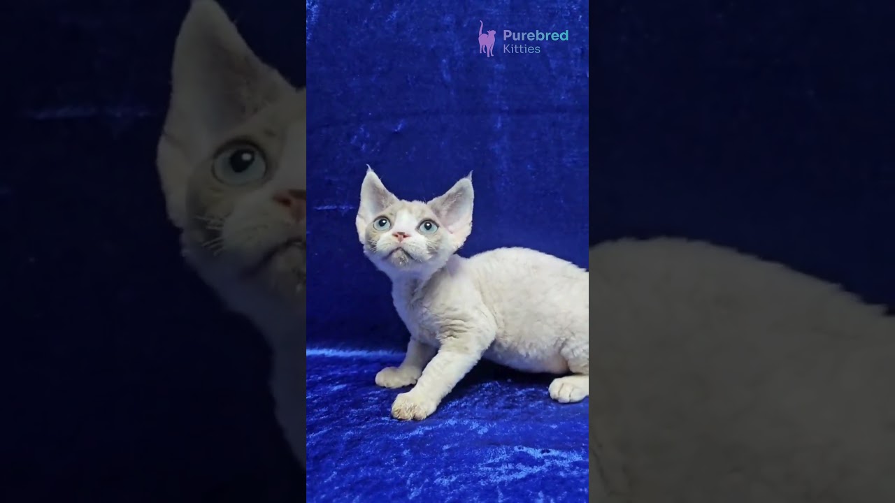 Meet Fiona – Blue Cream Devon Rex Kitten 💙 Hypoallergenic Beauty with Big Blue Eyes #cat #kitten