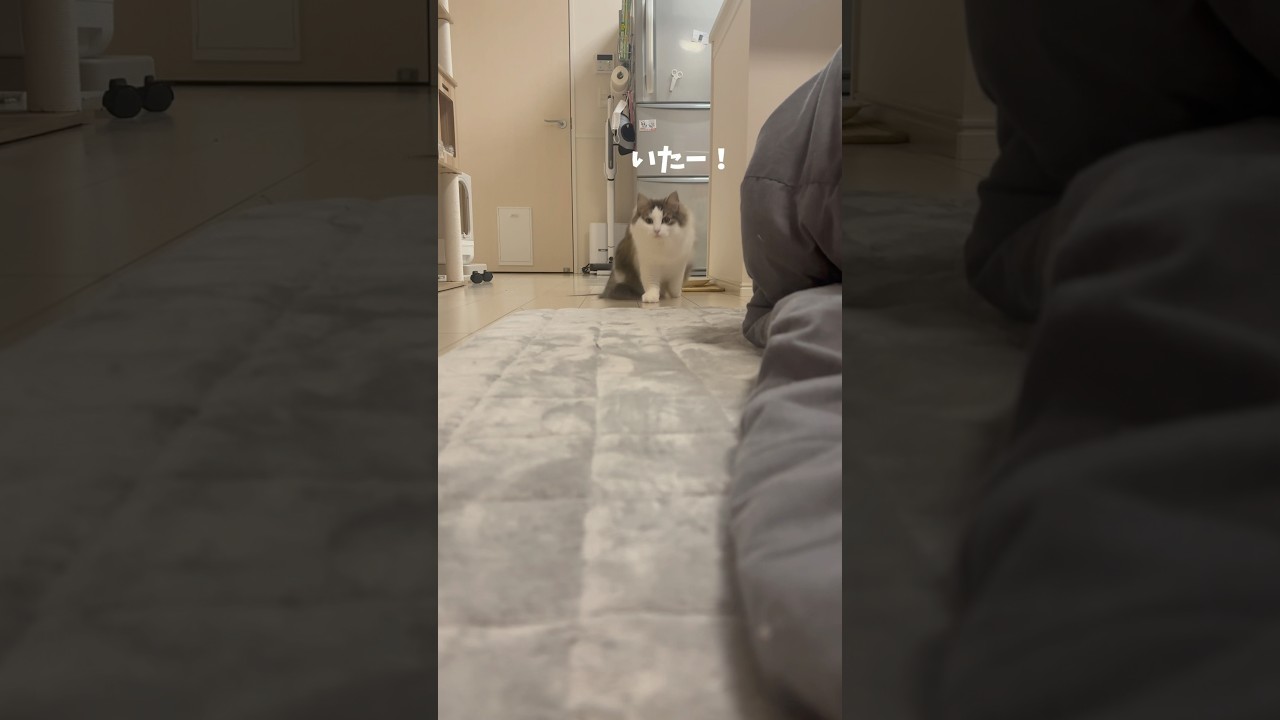猫の大疾走　#cat #ねこ #ノルウエージャンフォレストキャット #猫のいる暮らし
