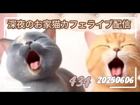 深夜のお家猫カフェライブ配信 ４３４