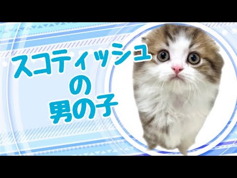 スコティッシュフォールドの子猫　（平野瓜破）