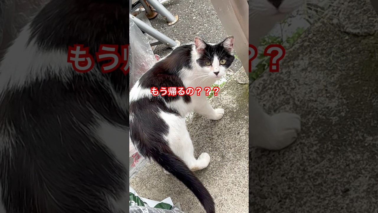 白黒ちゃん朝ごはん食べに来たにゃん😸#ねこ#cat#short#猫#japan#野良猫#おすすめ#猫動画#白黒猫