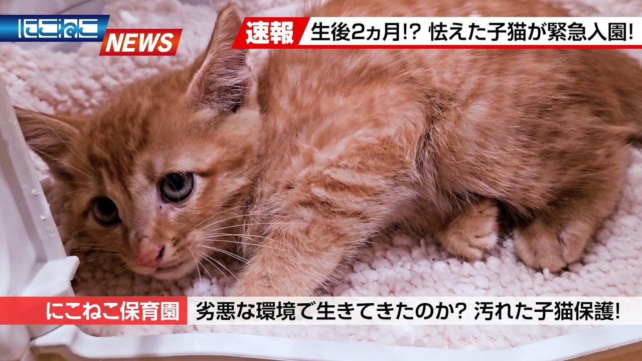 【にこねこ速報】恐るべしNNN...！また子猫が入園しました～！泣