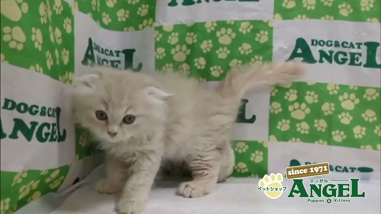 スコティッシュフォールド 2506014 【ペットショップエンゼル　子犬・子猫販売】