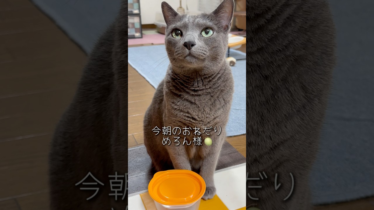 【ロシアンブルー】めろん💗今朝もいつも通り元気におねだり🤗【猫】#shorts