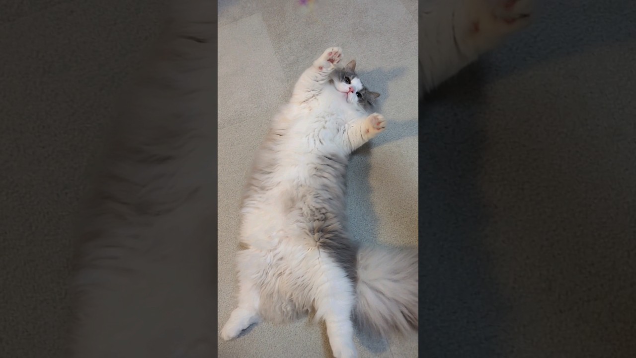 飼い主に似てやる気ゼロな猫#マンチカン #短足マンチカン #長毛猫 #やる気ない猫