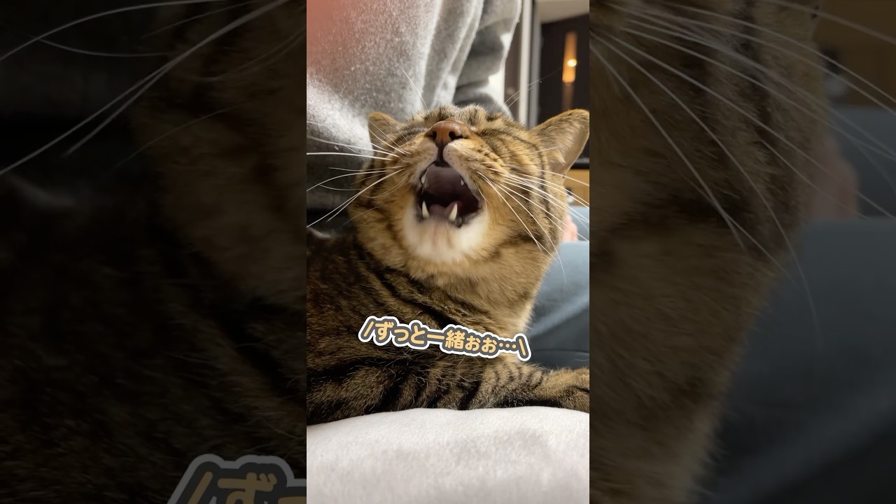 「ずっとここに居てぇ…」と、大好きなママに駄々をこねる猫