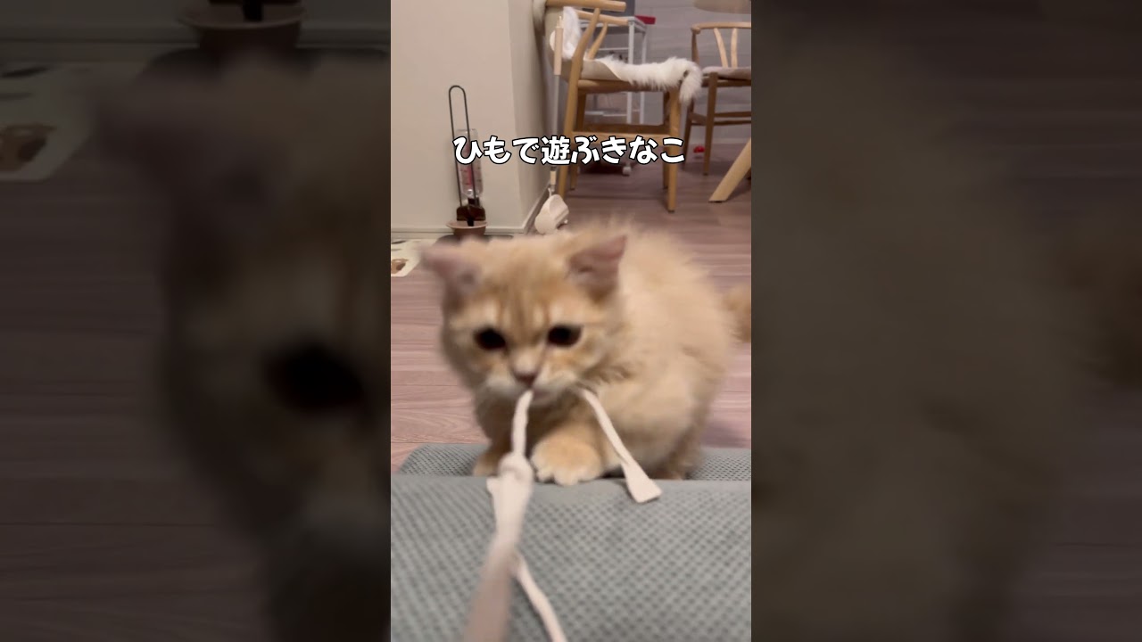 なんでも気になる子猫のきなこくん（笑）#子猫 #猫 #癒し #かわいい #動物 #ペット #成長記録 #心が和む #shorts #kitten  #cat #munchkin