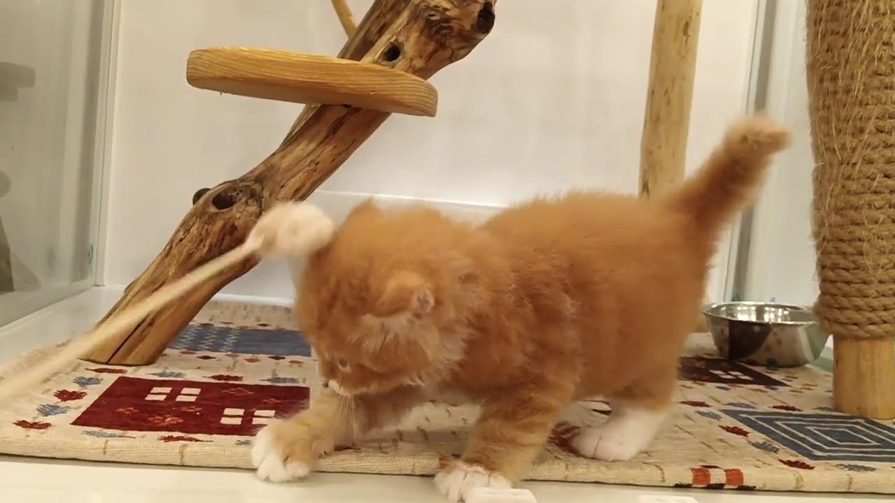 メインクーン　男の子　2025/4/4生まれ