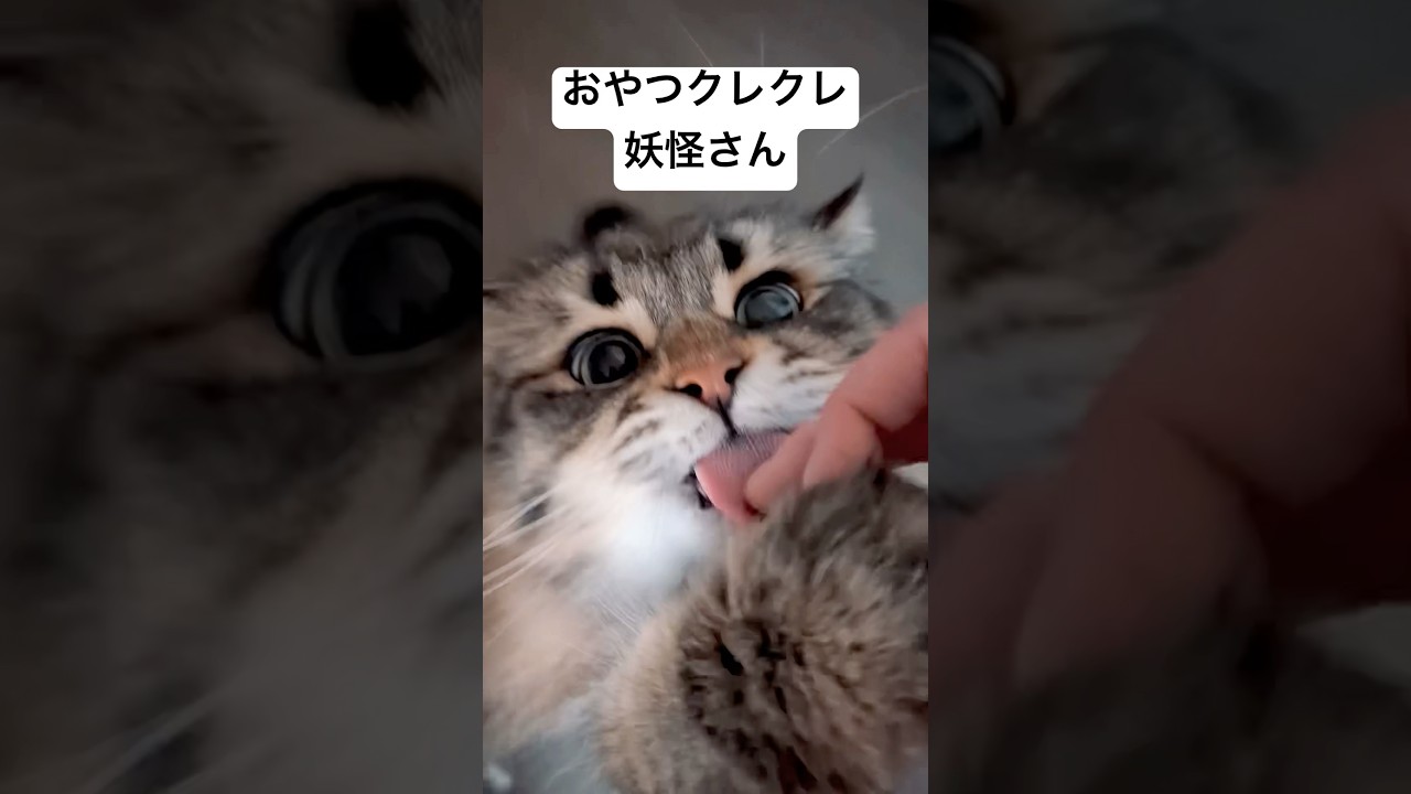 ちょっとでいい！ちょっとでいいから！#猫 #サイベリアン #おやつ
