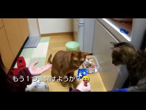 【ねこ福 シーフード味】商品レビュー20190114 猫 アビシニアン あびちゃん キジトラ きゃっちーさん cat cute Abyssinian Brown tabby