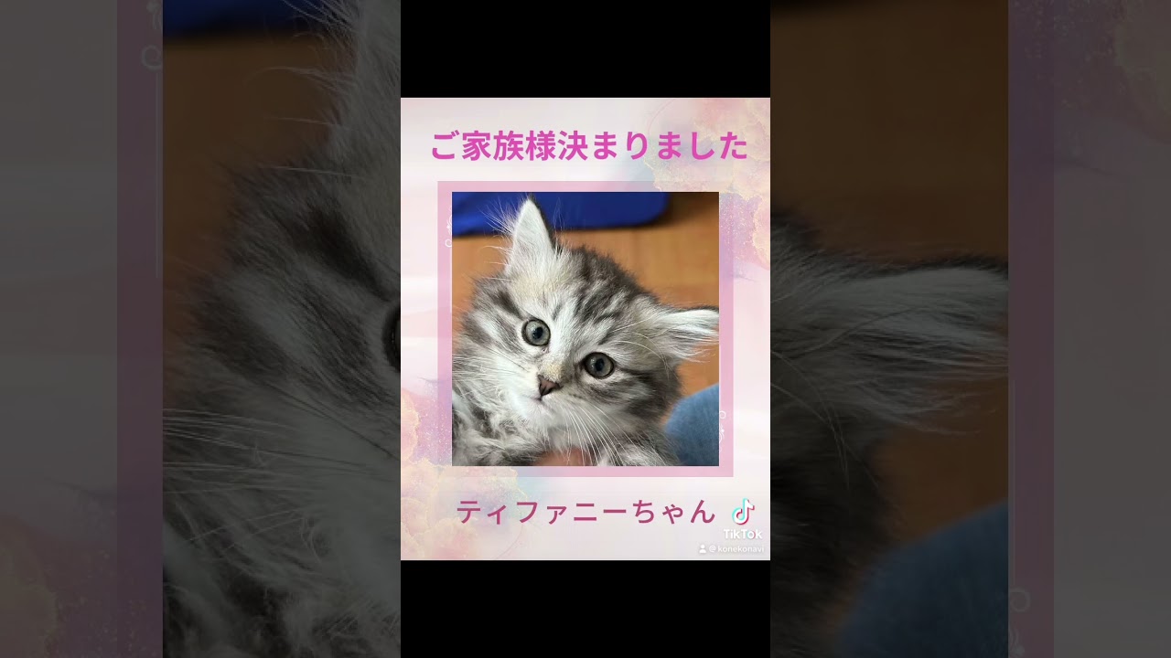 抱っこができる#サイベリアン の#子猫 のティファニーちゃん😻ご家族様決まりました💕吉祥寺のロイヤルキャッツでは本物のサイベリアンが皆様をお待ちしてます　#ペットショップ