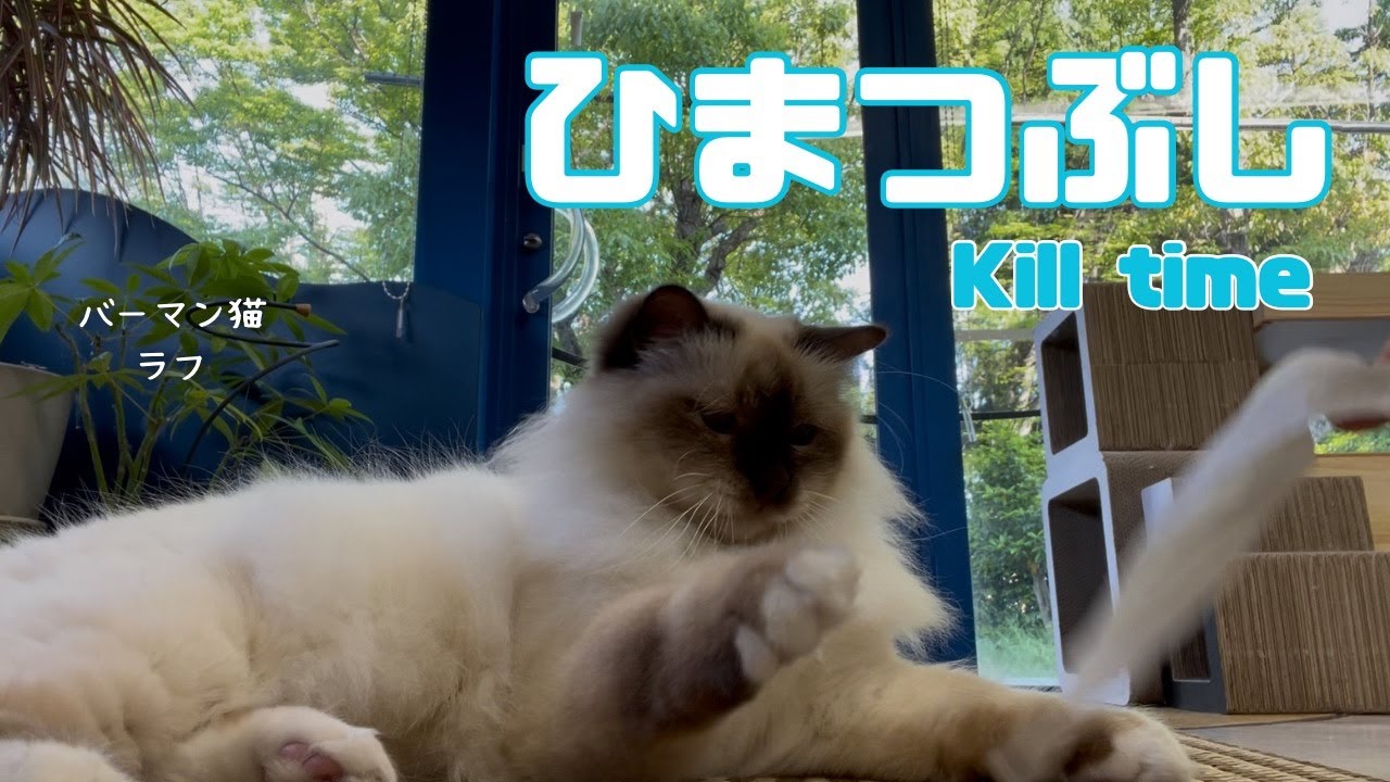 バーマン猫ラフ【ひまつぶし】Kill time（バーマン猫）Birman/Cat