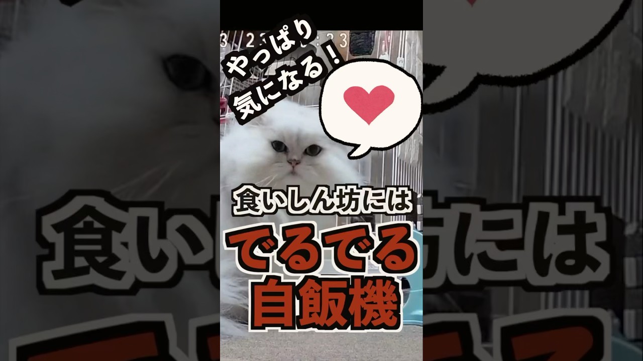 ママを探す猫と【でるでる】の不思議なおもちゃ時間#ペルシャ猫 #でるでる #猫 #cat