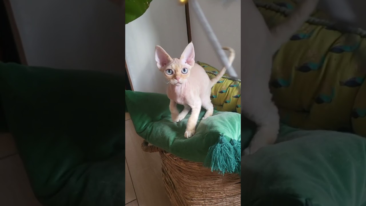 I love Devon Rex children #cat #kitten #cute #devon #devonrex #catbaby #catbabyfunny