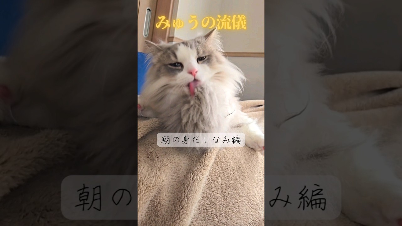 みゅうの流儀~朝の身だしなみ編~#短足マンチカン #マンチカン #長毛猫