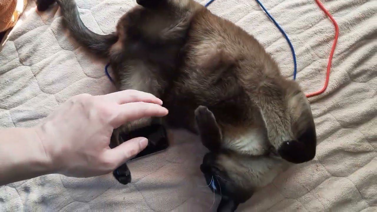 シャム猫乱舞