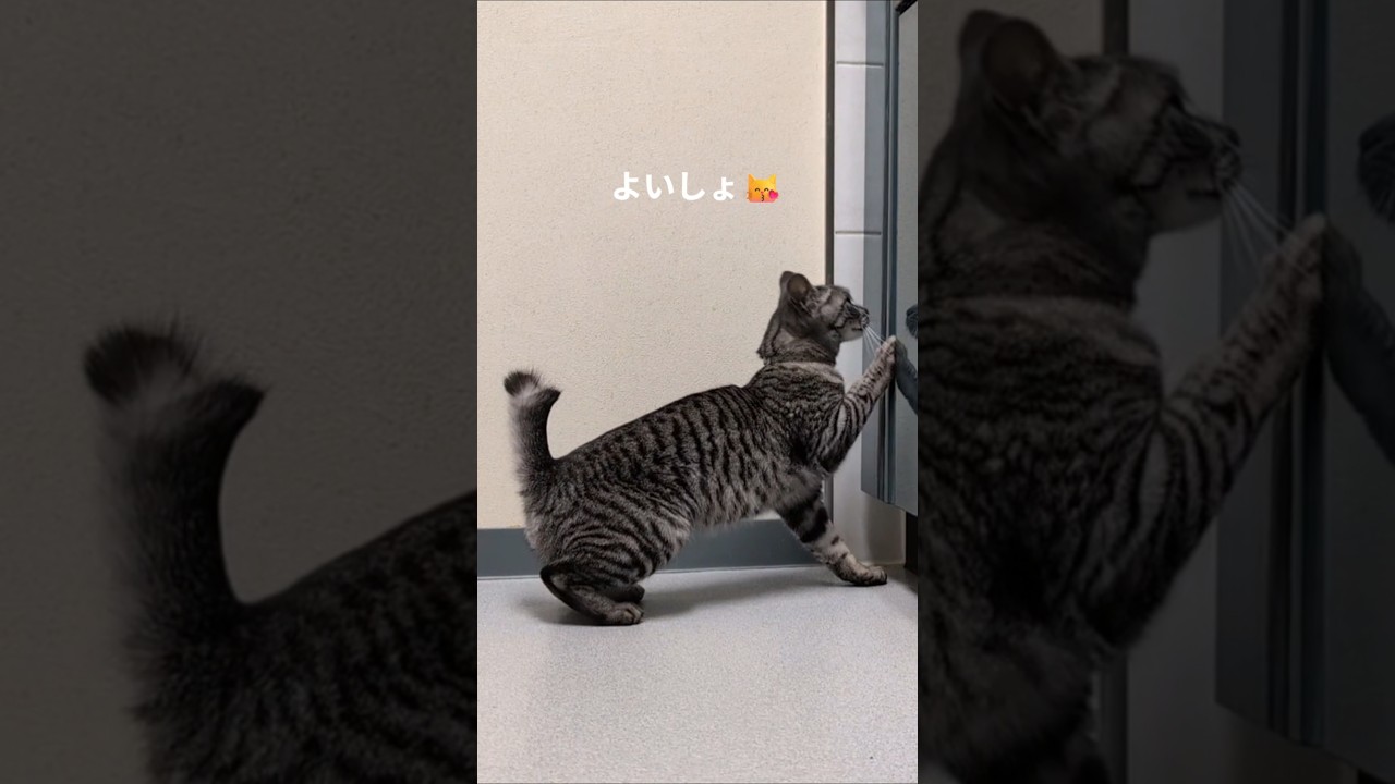 見て😀すごいやろ〜😸part①【幸のスズ】#shorts #保護猫 #cats #猫 #kitten  # イタズラ猫  #おもしろい猫  #かわいい猫 #cat #子ネコ #猫のいる暮らし #猫好き