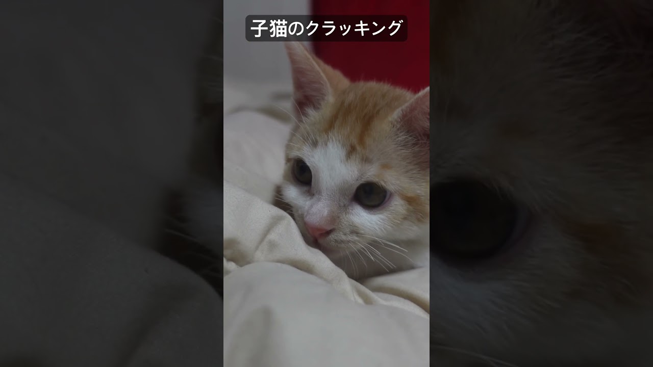 子猫のクラッキング #cat  #猫  #ねこ  #保護猫 #cute #猫のいる暮らし #子猫 #こねこ #shorts