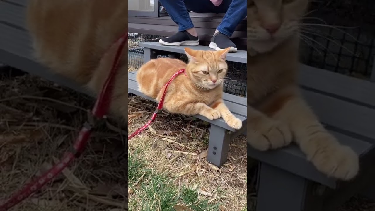 ねこ 猫草 オヤツ まったり アメリカンショートヘア うめ cat #shorts