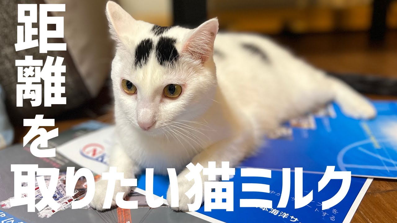 構いたい飼い主と距離を取りたい猫ミルク。#保護猫 #ねこ #猫のいる暮らし ＃ミルねーさん