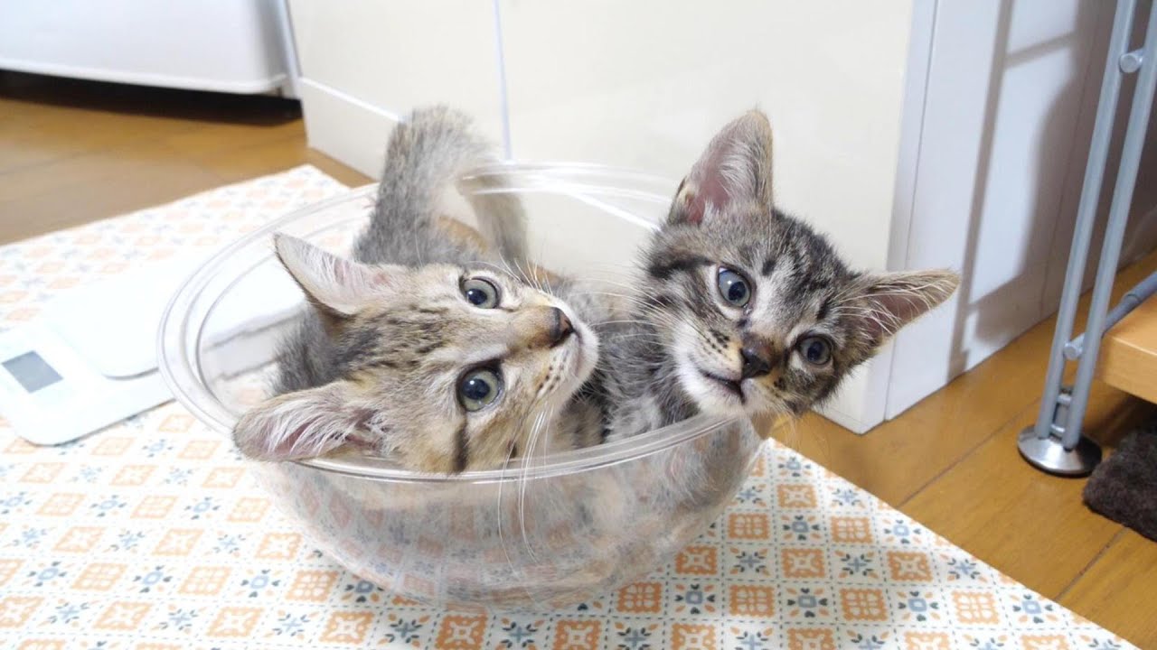 卒業前夜の子猫達が仲良くボウルで抱っこ中【赤ちゃん猫　保護猫】
