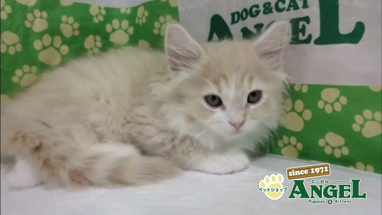 メインクーン 2506012 【ペットショップエンゼル　子犬・子猫販売】