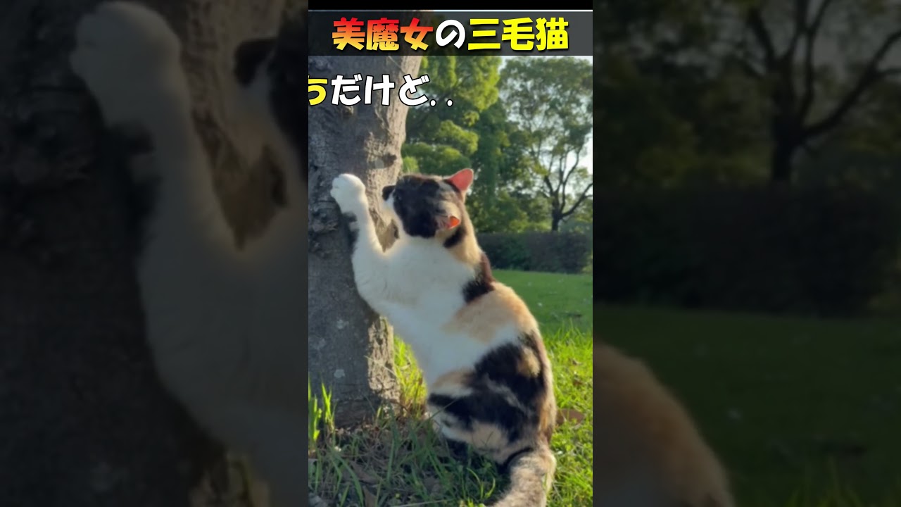 【美魔女の三毛猫】ツンデレ猫「みほ」ちゃんがメロメロ💖に！いつもはご飯を食べるとすぐにいなくなる猫が、こんな恍惚の表情になるなんて。もう「冷たい女」と言わせない😽　#shorts