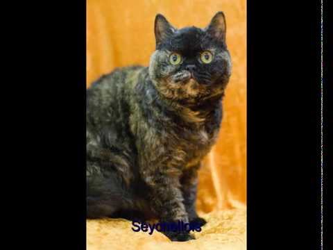 Razas de gatos, conoce todos los tipos o clases de gatos