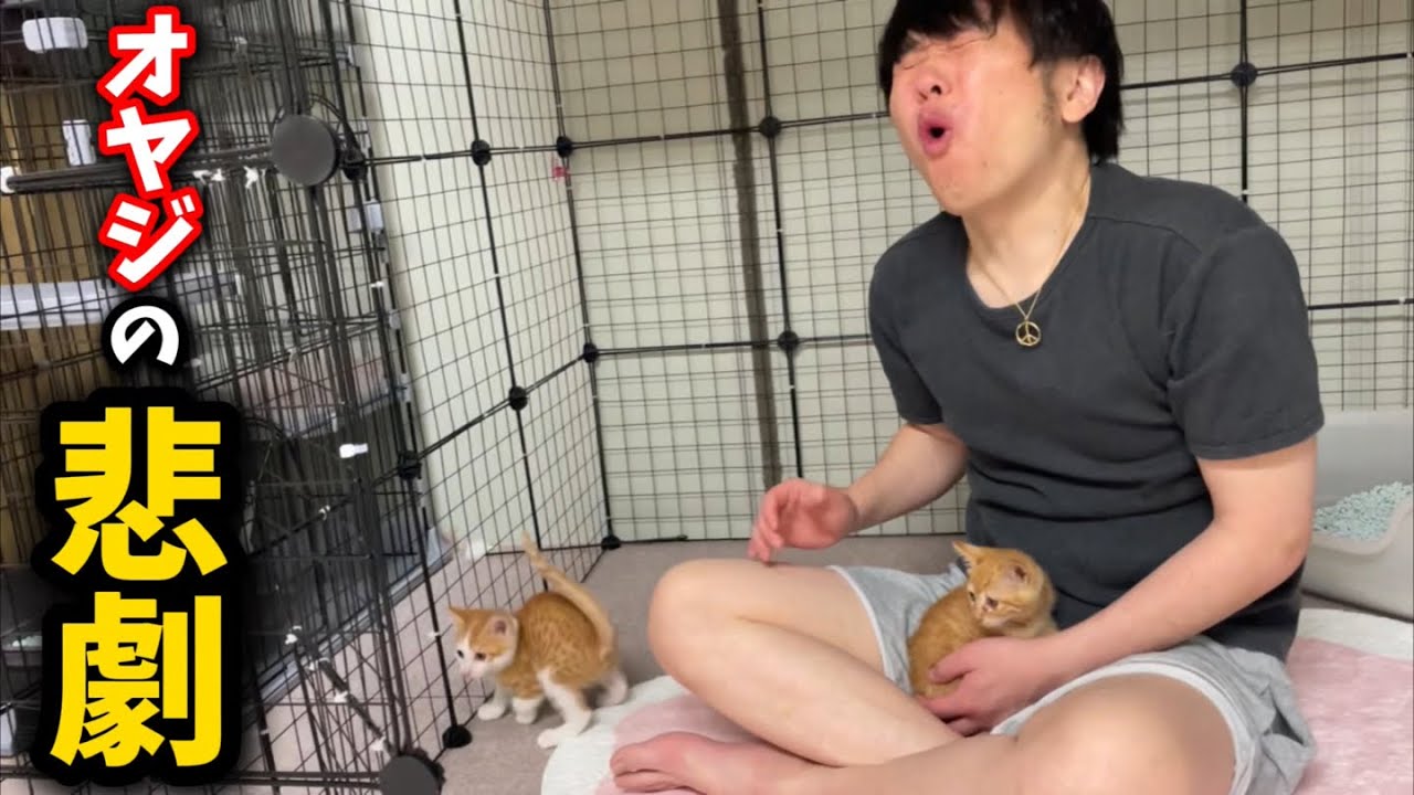 子猫を甘く見たオッさんに起こった悲劇