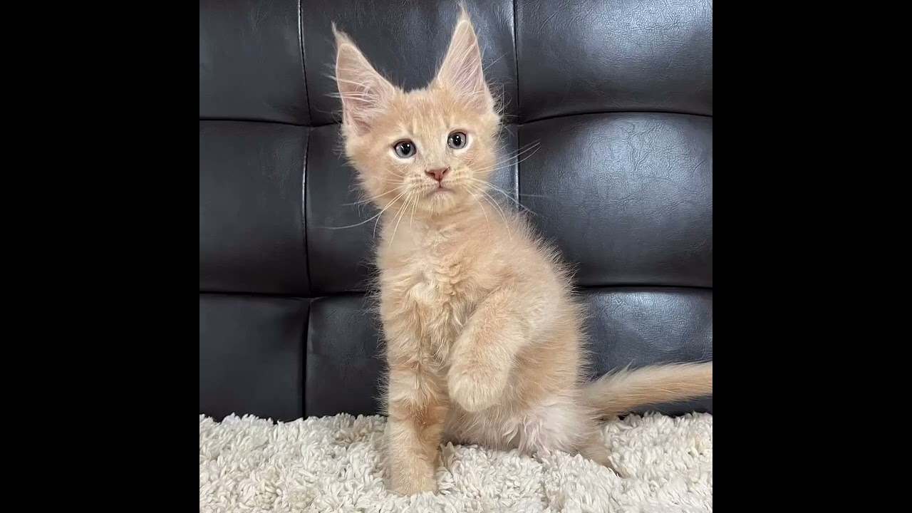 メインクーン スカーパパのBABYが誕生しました💛（毛色：クリームタビー）