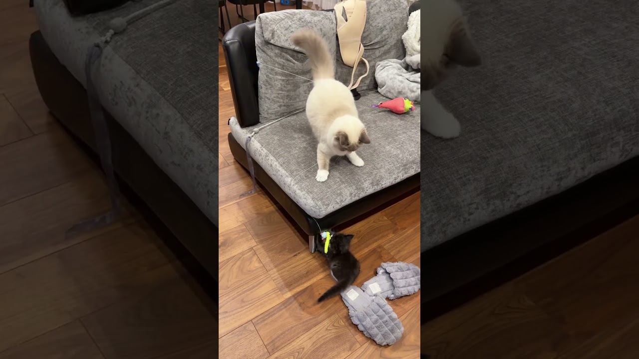奇跡の瞬間www #ラグドール #ブルーポイントバイカラー#ラガマフィン #子猫 #猫 #猫のいる暮らし#猫のいる生活 #ねこのいる生活 #ハチワレ#エマちょび #黒猫