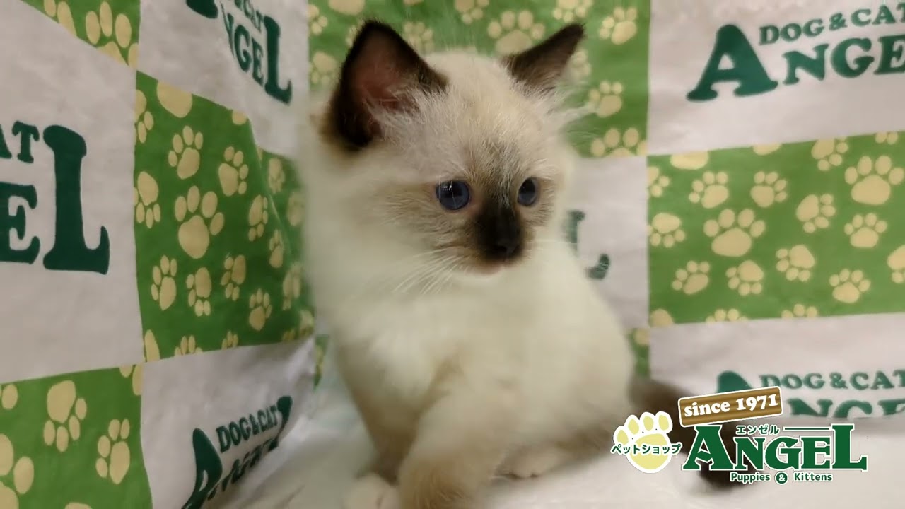 バーマン 2506003 【ペットショップエンゼル　子犬・子猫販売】