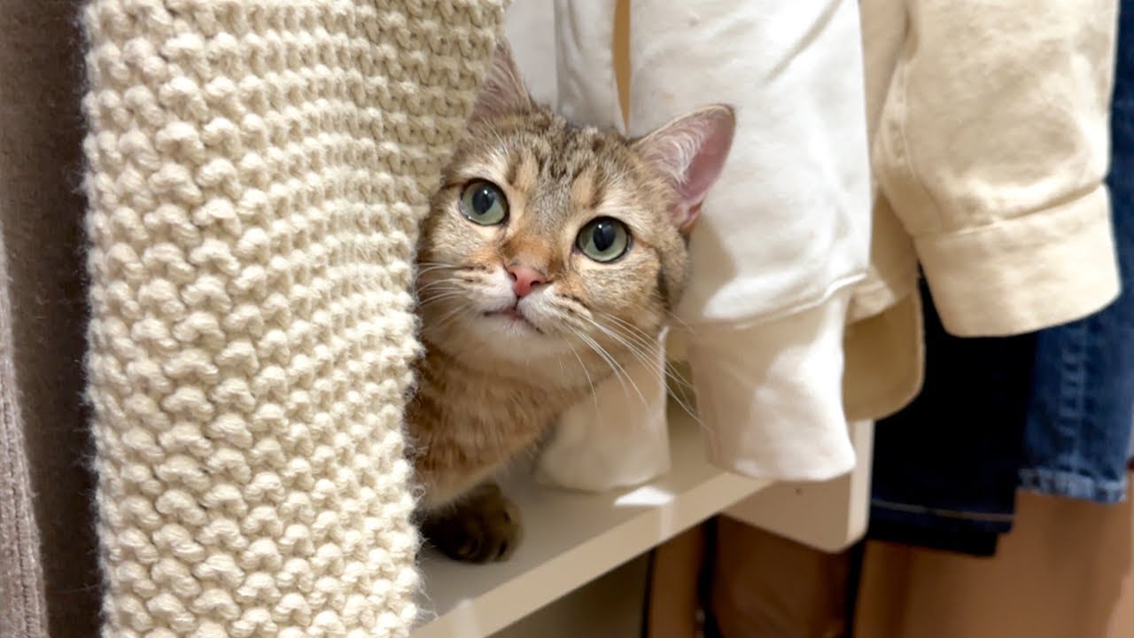 しまちゃんが悪さをするので出禁にしました…！