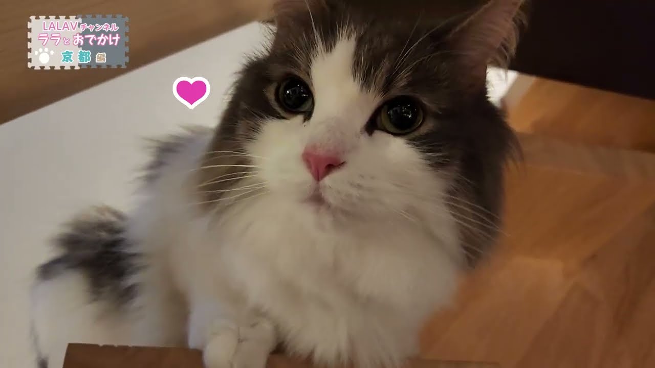 美猫ノルウェージャンと週末京都へ！猫と泊まれる一等貸しリノベ宿が最高だった【京都編①】