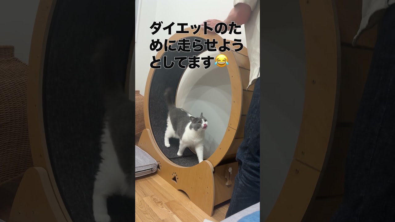 無理やり歩かされるねこ #ねこ #cat #ブリティッシュショートヘア #ネコ#ねこのいる生活 #猫のいる暮らし