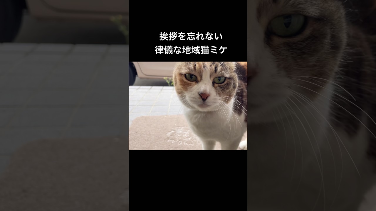 いぬ語と日本語であいさつする猫。#地域猫#ミケ