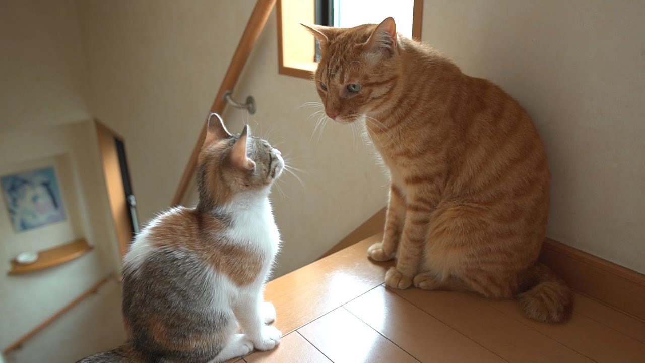 大好きな先住猫にお別れの挨拶をする子猫