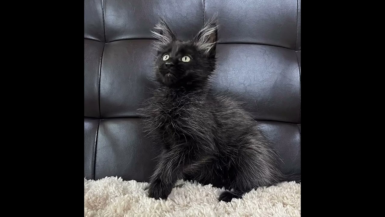 メインクーン ムファサパパのBABYが誕生しました💙（毛色：ブラックスモーク）