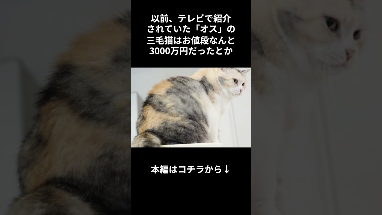 もっと知りたい！三毛猫 #short #shorts #shortvideo #cat #animals #雑学 #動物 #猫 #ねこ #猫のいる暮らし #猫動画 #三毛猫 #かわいい #可愛い