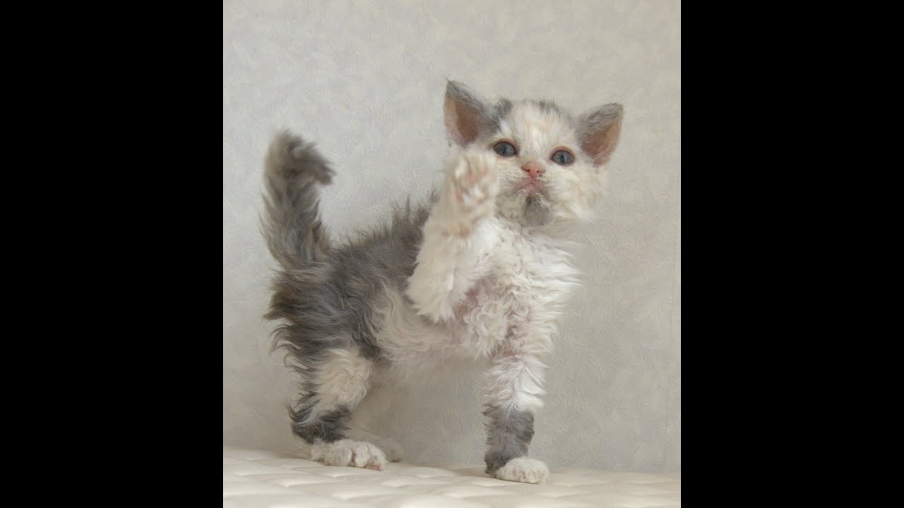 セルカークレックス子猫　Selkirk Rex　2025.4.12産まれ　ダイリュートキャリコ　巻き毛　女の子　シーダキャット猫のお店