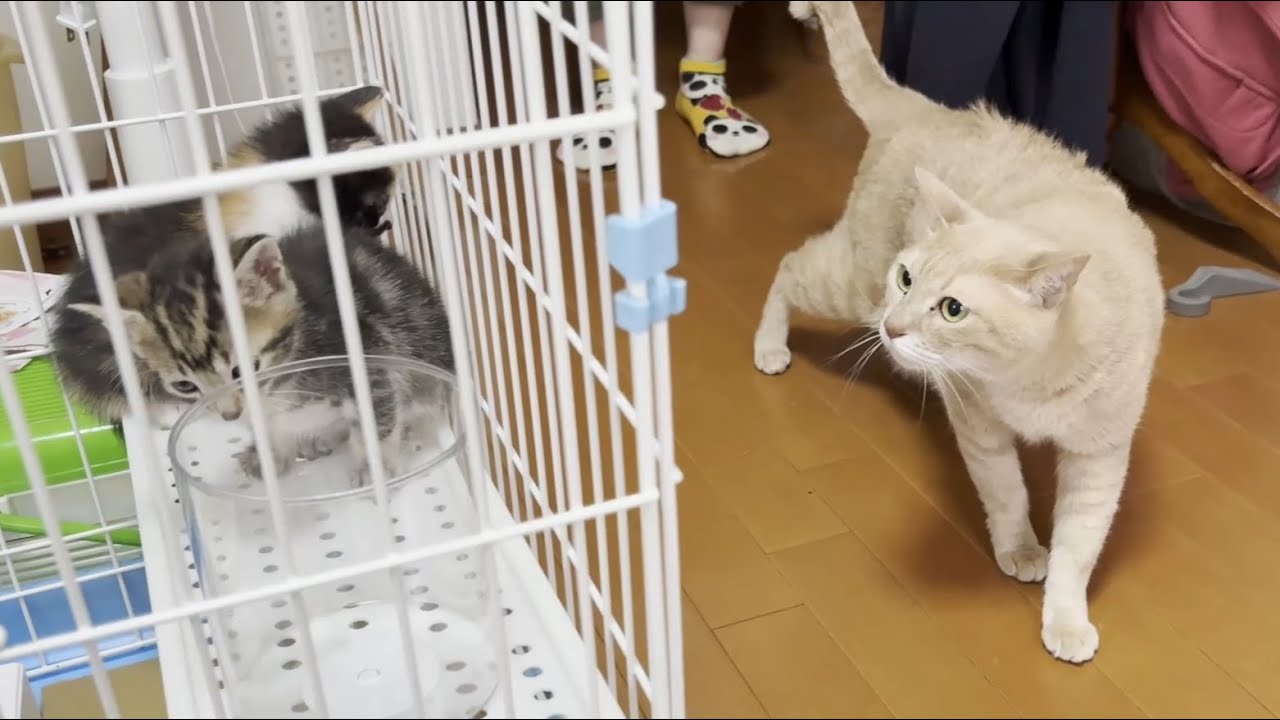 今まで7匹の子猫を迎え入れたベテラン先住猫がご対面しました