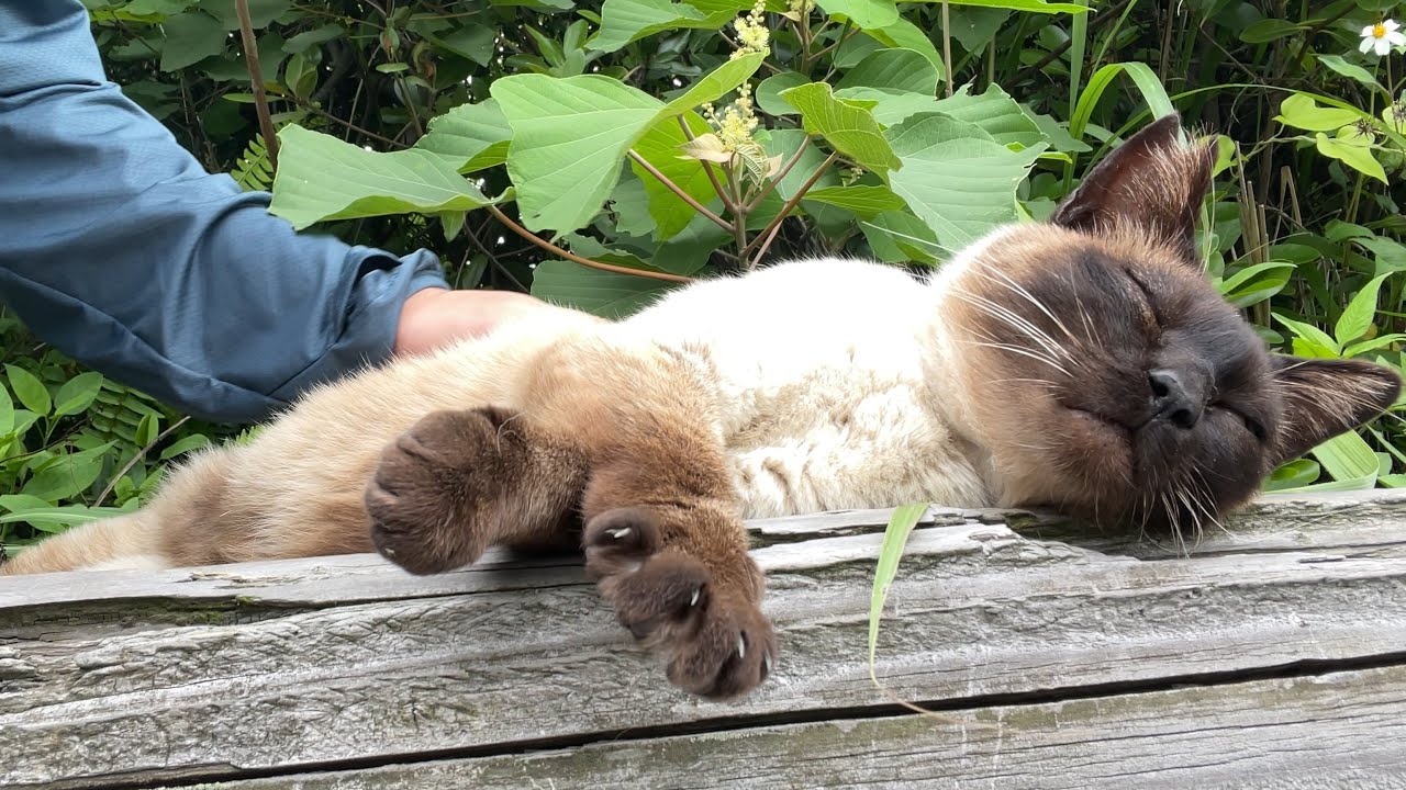 ナデナデに合わせてお手々ニギニギするシャム猫ちゃんが可愛い🐾