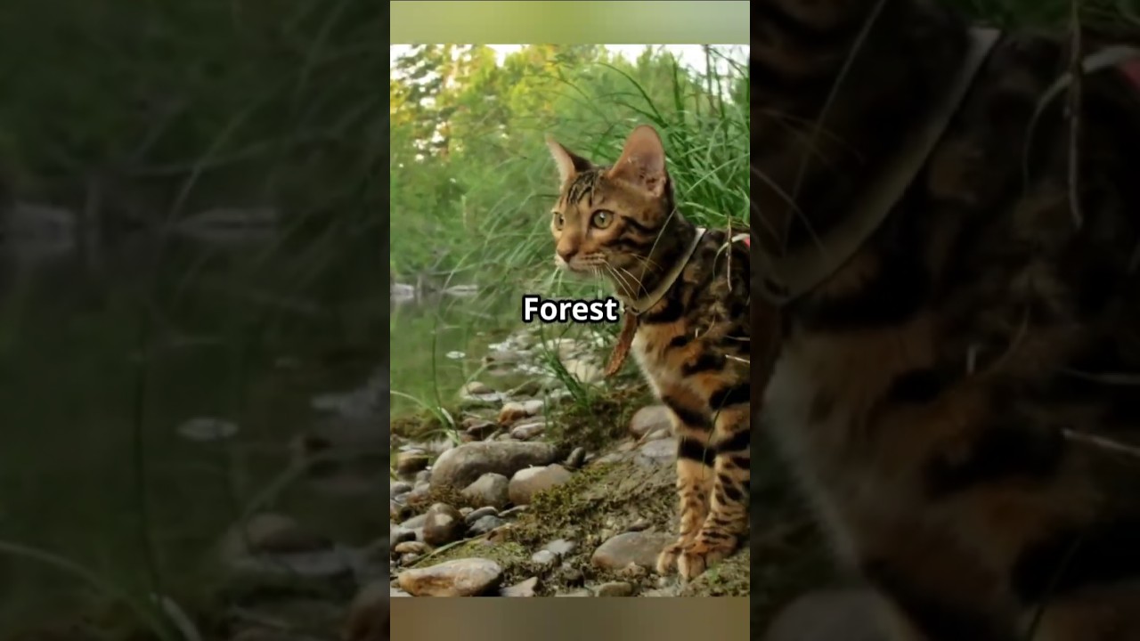 Kucing dan Air: Mitos atau Fakta?